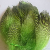 gadwall  flanks fl chartreuse N. Spirit